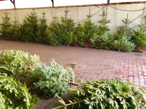 Weihnachtsbäume an Wiederverkäufer Bäume Nordmanntannen Fichte Nordmann