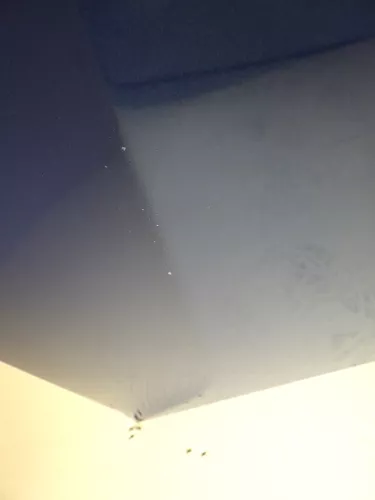 VW Passat 3BG Motorhaube Klappe vorne vorn Haube blau LD5Q (130485)