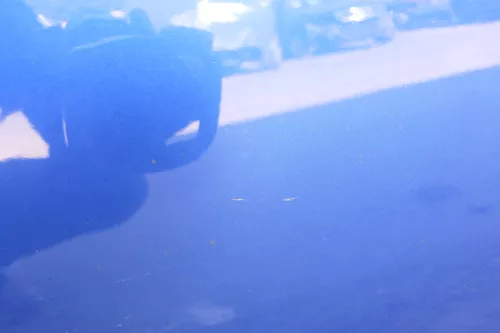 VW New Beetle 1C 9C Tür vorne links Fahrertür blau LA5W - OHNE Anbauteile (159644)