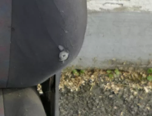 VW Polo 6N2 Seat Ibiza 6K Golf 3 Sitz vorne links Fahrersitz 4/5-Türer höhenvers (168401)