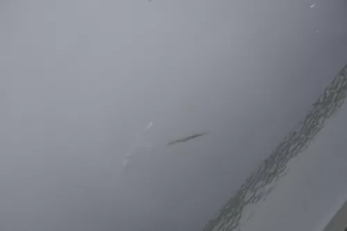 Ibiza 6J Tür vorne links Fahrertür weiß LB9A 2/3-Türer - ohne Anbauteile  DELLE! (182437)