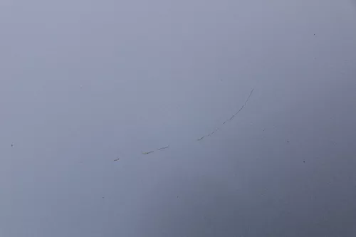 Skoda Fabia 6Y Motorhaube Klappe vorne silber LF7T vorn     (OHNEgrill!) (183657)