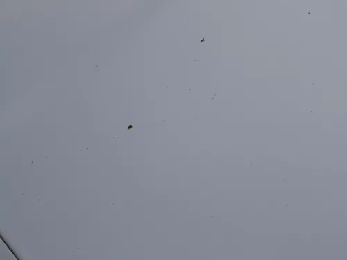 Skoda Octavia 1U Motorhaube Haube Klappe vorne silber grau LF7T mit Grill (184300)