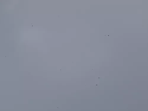 Skoda Octavia 1U Motorhaube Haube Klappe vorne silber grau LF7T mit Grill (184300)