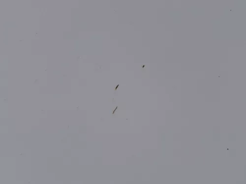 VW Polo 6R 6C Motorhaube Klappe vorn vorne weiß LB9A  - DELLE Knick Bilder! (184493)