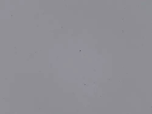 VW Polo 6R 6C Motorhaube Klappe vorn vorne weiß LB9A  - DELLE Knick Bilder! (184493)