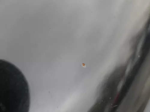 VW Polo 6N2 Motorhaube Haube vorne Klappe schwarz LC9Z blackmagic (184657)