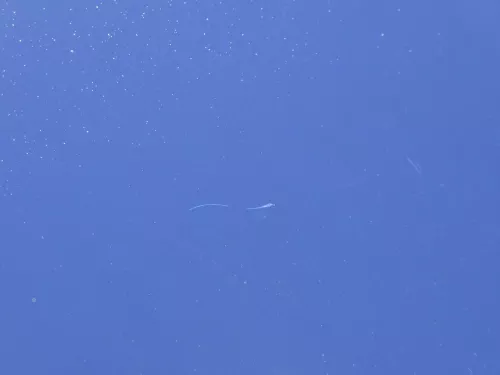 VW Polo 9N Motorhaube Klappe Haube vorne blau LB5N bis ca. Bj. 2004 (184909)