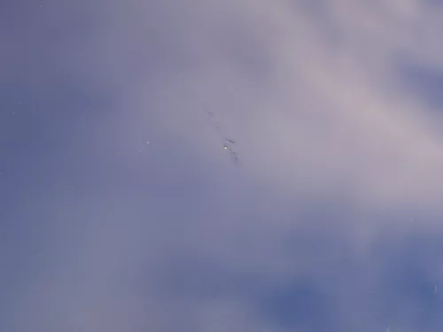 Audi A4 B5 Motorhaube Haube Klappe vorne blau LZ5T bis ca. Bj. 1999 + Grill (185052)