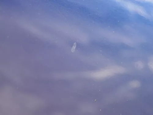 Golf 4 Limousine Heckklappe Kofferraumklappe Klappe hinten blau LB5N -ohneAnb (185084)