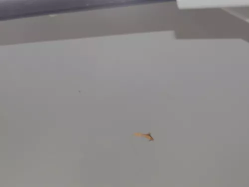 VW Caddy 2k Himmel Innenraum Decke Dachhimmel Dach oben grau hinten (186508)