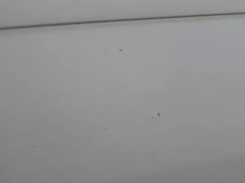 VW Touran 1T 1T3 Tür hinten links silber LA7W - ohne Anbauteile (186547)